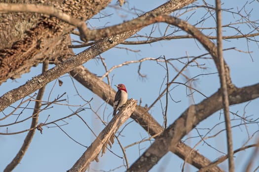 Red Headed Woodpecker in a tree in Congaree National Park in South Carolina