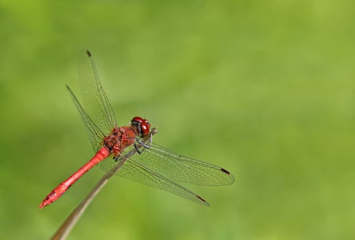 Males of the blood-red heather dragonfly Sympetrum sanguineum