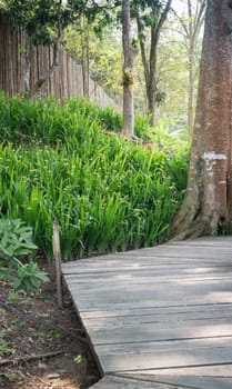 Wooden walkway with tropical garden, stock photo