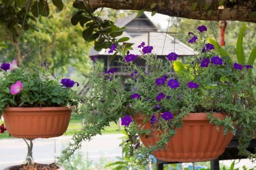 Mini colorful flower in hanging basket, stock photo