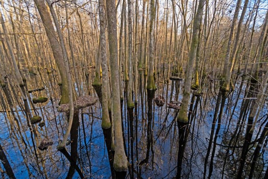 Shadows and Reflections Deep in a Bottom Land Forest in Congaree National Park in South Carolina