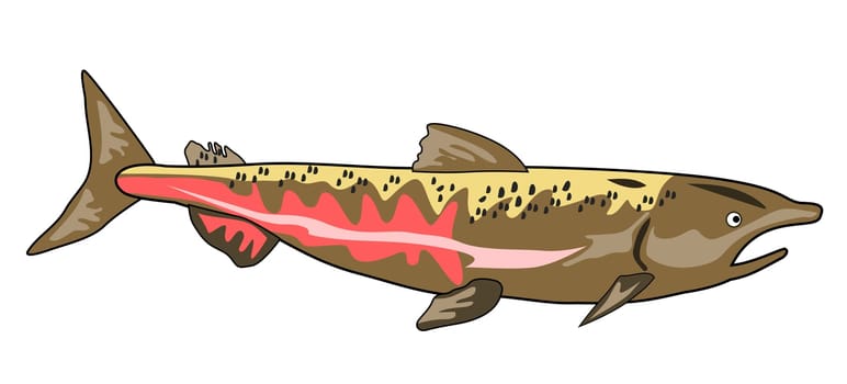 Illustration of a chinook salmon fish isolated on a white background done in retro style.