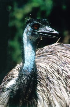 Close up of a Emu