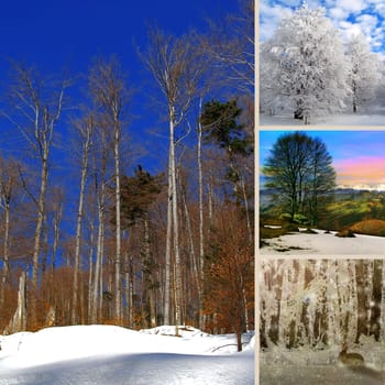 Winter photo collage