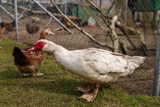 Musky duck in an enclosure in a rural yard