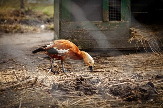 Duck brown in an enclosure in a rural yard