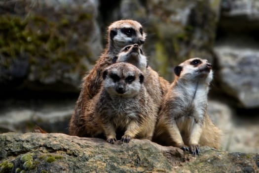 Meerkat