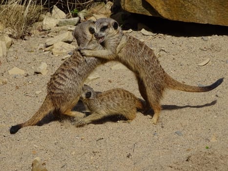 Meerkat