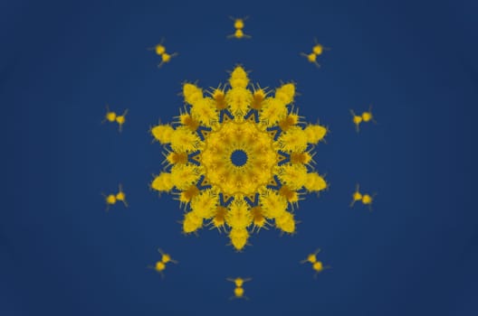 Blossoming yellow mimosa in blue sky