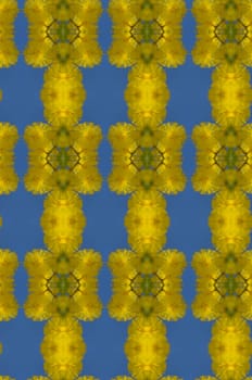 Blossoming yellow mimosa in blue sky