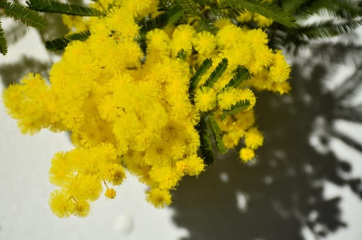 Woman hand hold yellow mimosa flower on white paper background