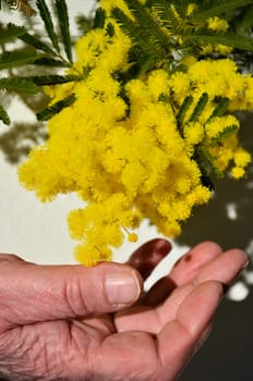 Woman hand hold yellow mimosa flower on white paper background