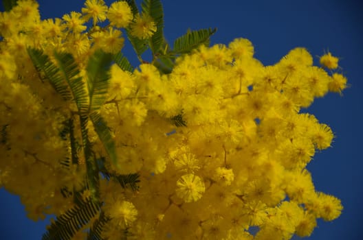 Blossoming yellow mimosa in blue sky
