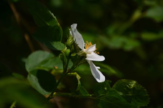 White flower of Iron Wood blooming on tree, Indian rose chestnut tree