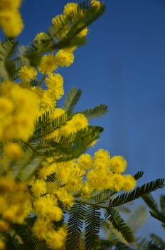 Blossoming yellow mimosa in blue sky