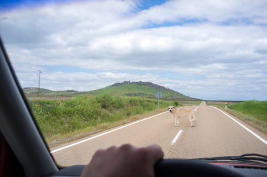 Mastiff dog in the middle of country road. View from the inside of the car