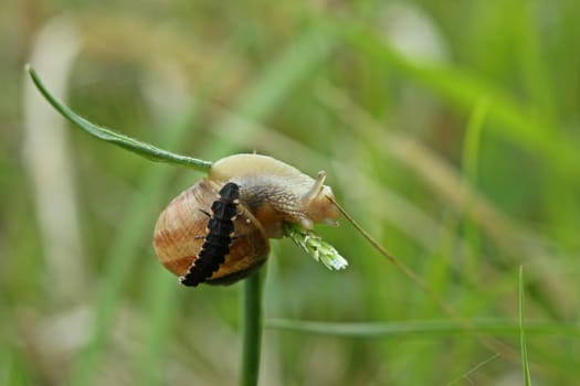 Larva of the great firefly (Lampyris noctiluca) attacks young vineyard snail