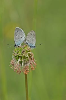 Mating of the dwarf blue (Cupido minimus) on a small meadow button