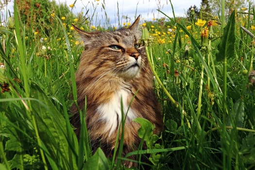A Norwegian forest cat enjoys the sun in the tall grass