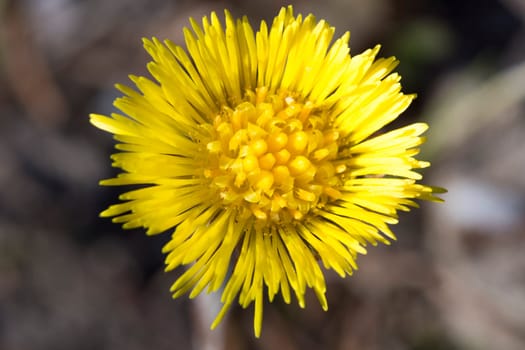 Tussilago farfara Close up macro image.