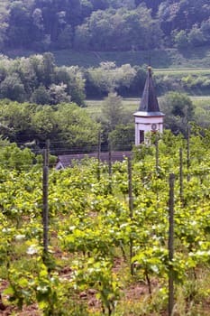 Church tower of Amoltern in the Kaiserstuhl behind Vines