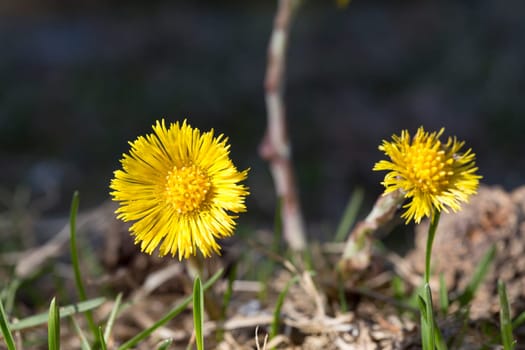 Tussilago farfara Close up macro image.