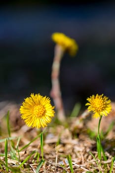 Tussilago farfara Close up macro image.