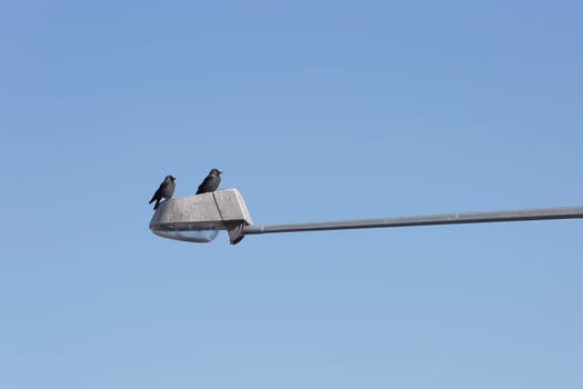 Pair of Western jackdaws on Street Light with a blue sky.