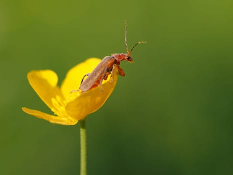 Soft beetle on buttercup blossom