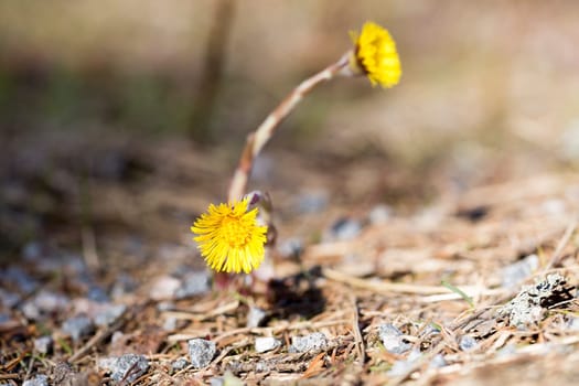 Tussilago farfara Close up macro image.