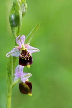 Flowering bumblebee ragweed Ophrys holoserica from the Liliental near Ihringen