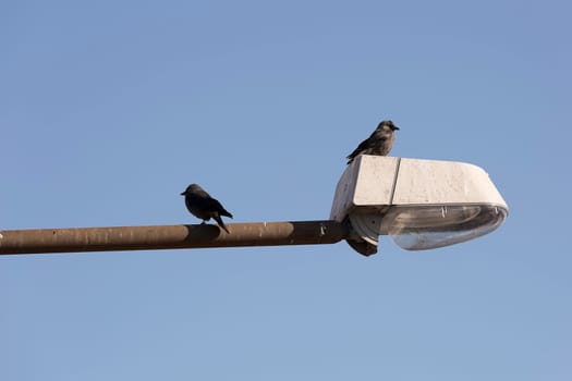 Pair of Western jackdaws on Street Light with a blue sky.