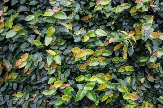 ficus pumila bindwwed wall covered plant close up