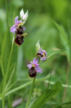 Two specimens of bumblebee ragweed Ophrys holoserica from the Liliental in the Kaiserstuhl