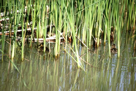 Ducklings swim in a body of water hidden behind reed grasses on the shore.
