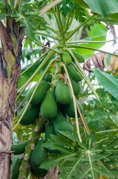 papaya in agricoltural field in dominican republic