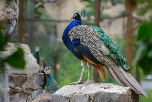 A very nice and colorful peacock