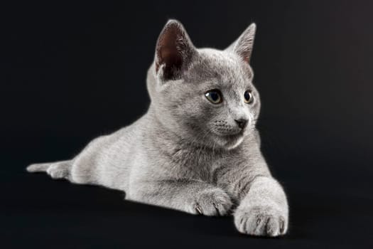 Pedigree Cat Russian Blue (Felis silvestris catus),age 10 weeks