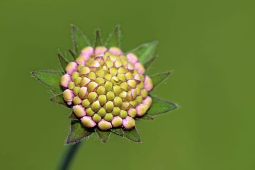 Flower buds in the field widow's flower Knautia arvensis