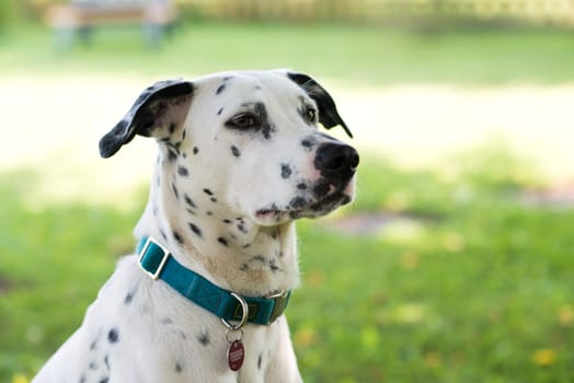 young Dalmatian dog in front of nature background