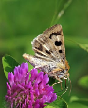 Carded Sun Owl Heliothis viriplaca from the Amolter Heath