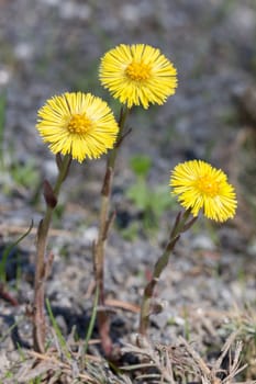 Tussilago farfara Close up .
