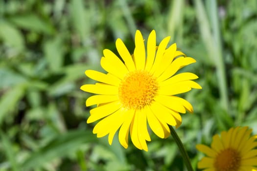 Yellow Glebionis segetum Flower Close Up with green background.