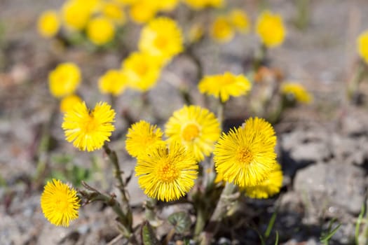 Tussilago farfara Close up .