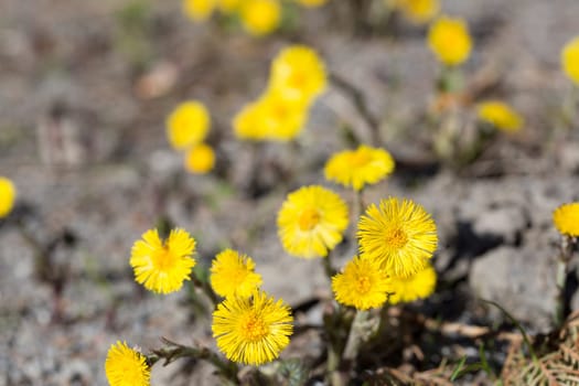 Tussilago farfara Close up .