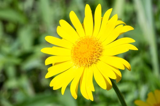 Yellow Glebionis segetum Flower Close Up with green background.