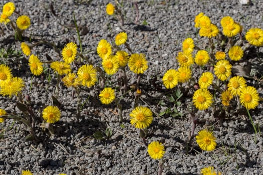 Tussilago farfara Close up .