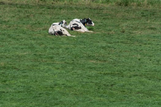 Cows of a dairy grazing on fields of a farm.