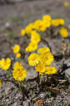 Tussilago farfara Close up .