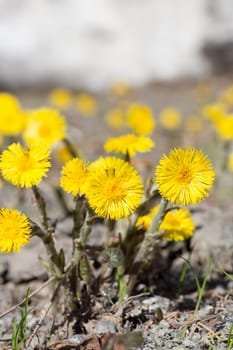 Tussilago farfara Close up .